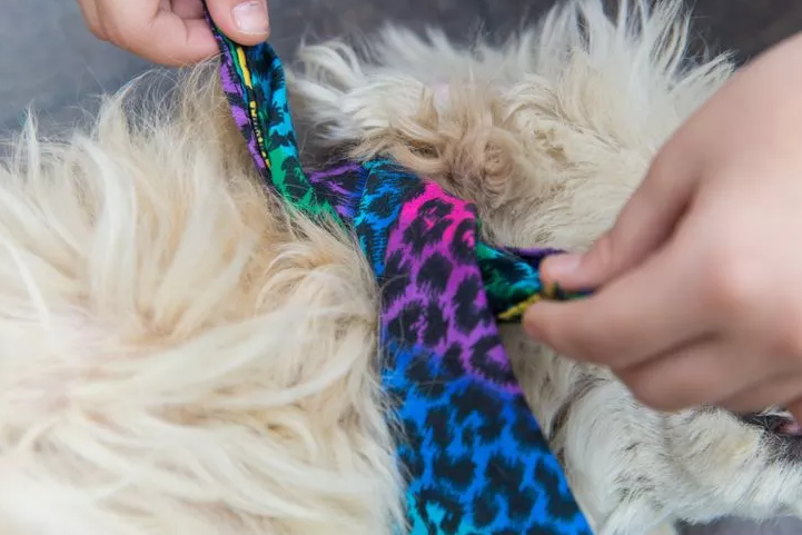 How to tie your dog's bandana